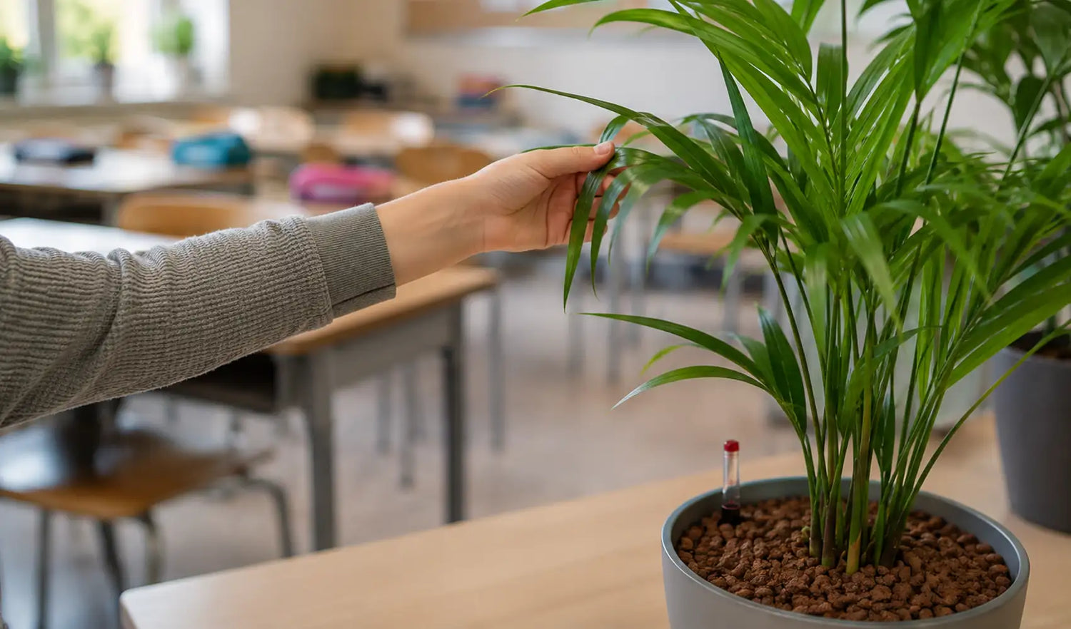 Kind mit Goldfruchtpalme in der Schule, Pflanzkonzept für Schulklassen
