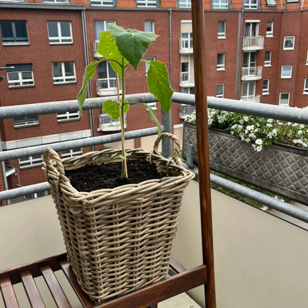 Rattankorb Eckig mit Griff 32cm