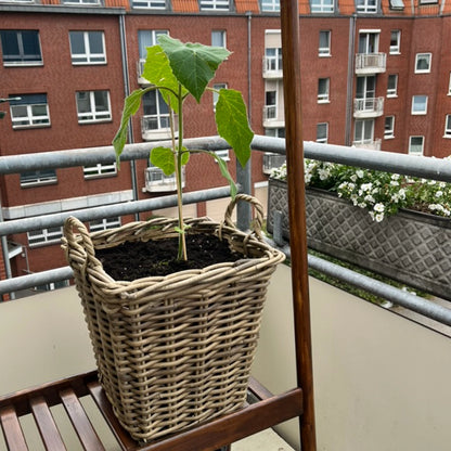 Rattankorb Eckig mit Griff 32cm