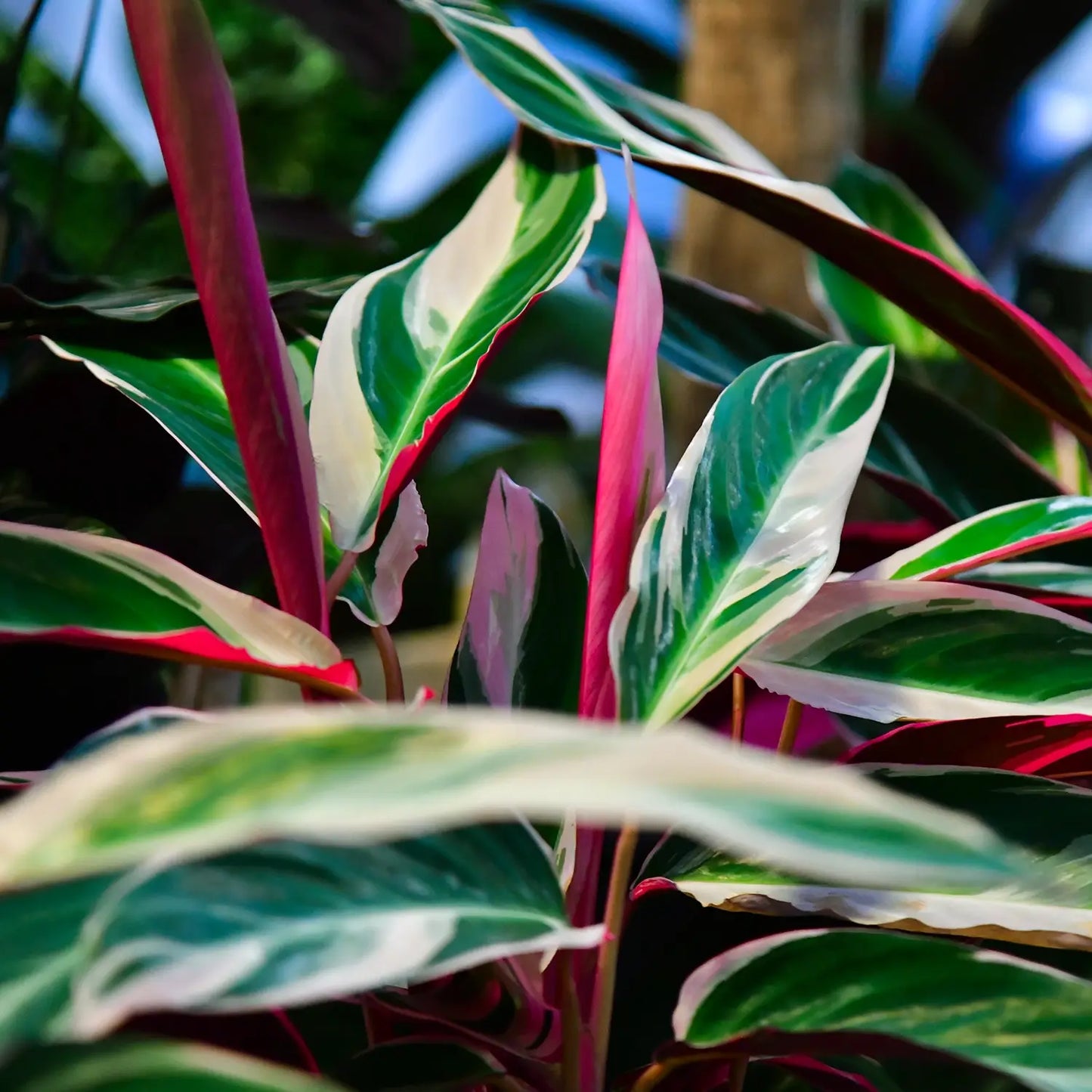 SPECIAL OFFER 3er Box Calathea Beauties
