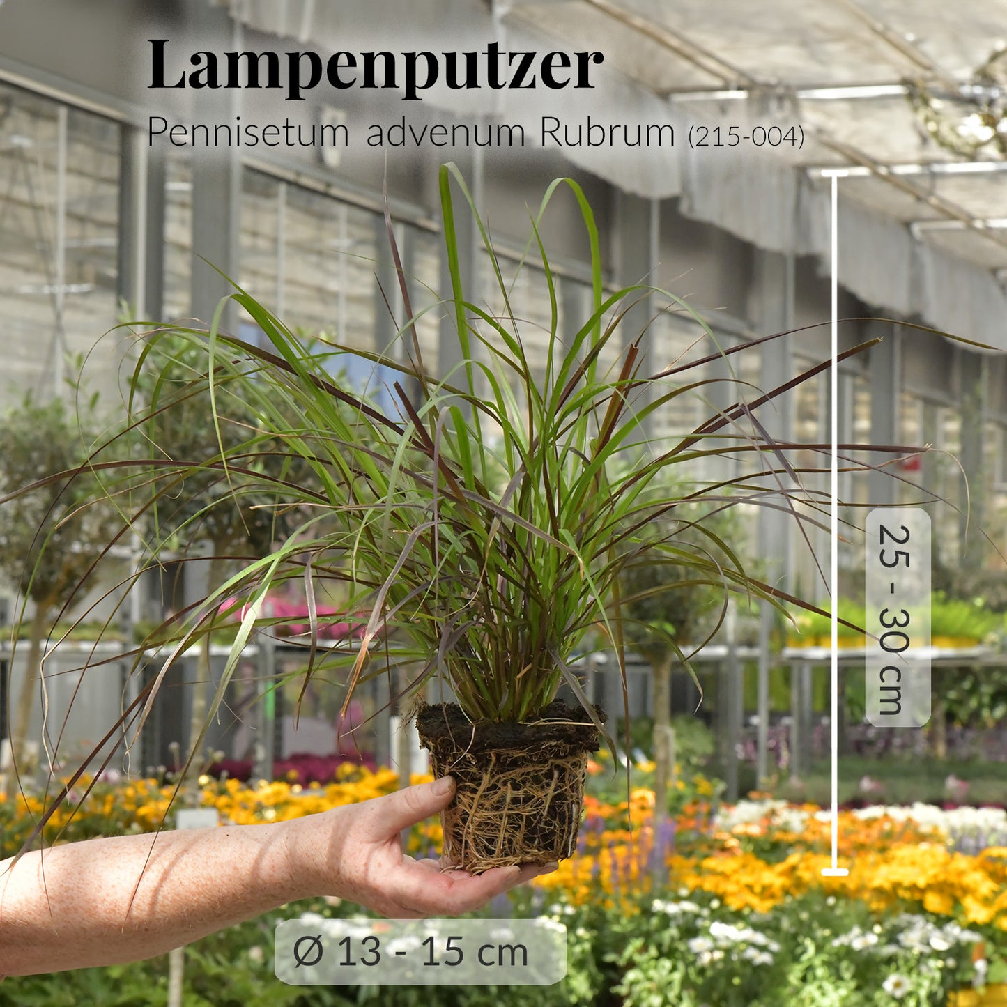 3er Box Rotes Pennisetum Gras