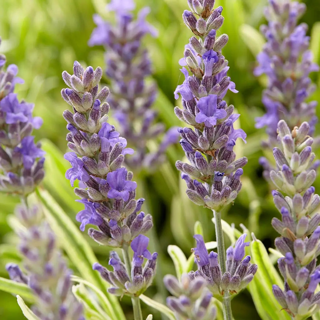 Nahaufnahme der Blüten eines Lavendel