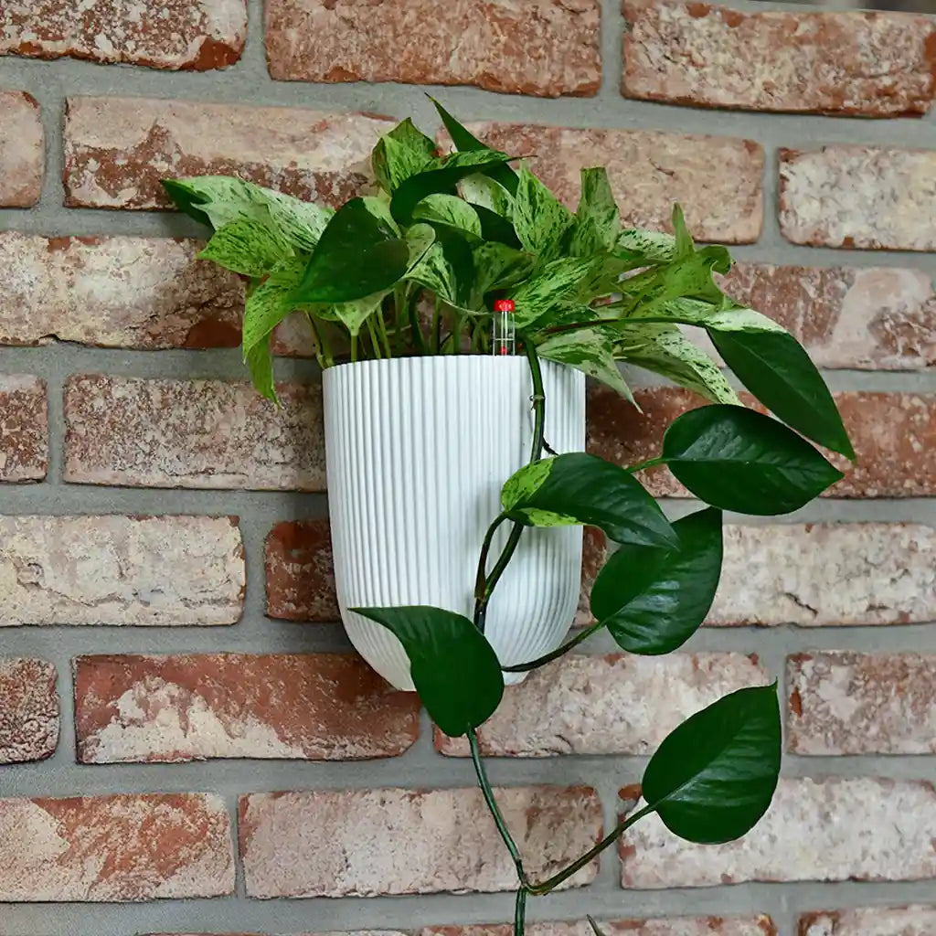Milly Wall 15cm