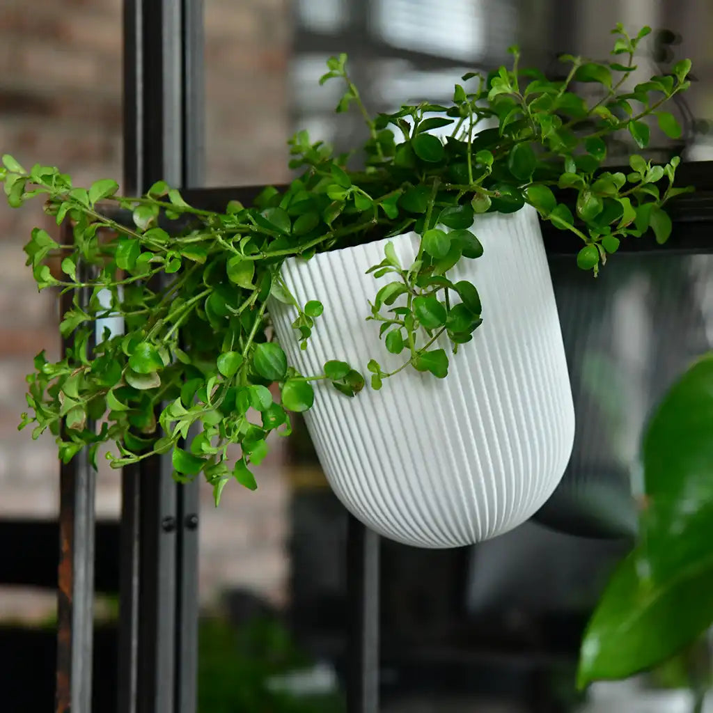 Milly Wall 15cm