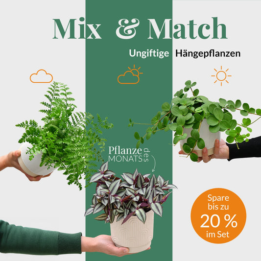 Mix & Match Katzenfreundliche Hängepflanzen
