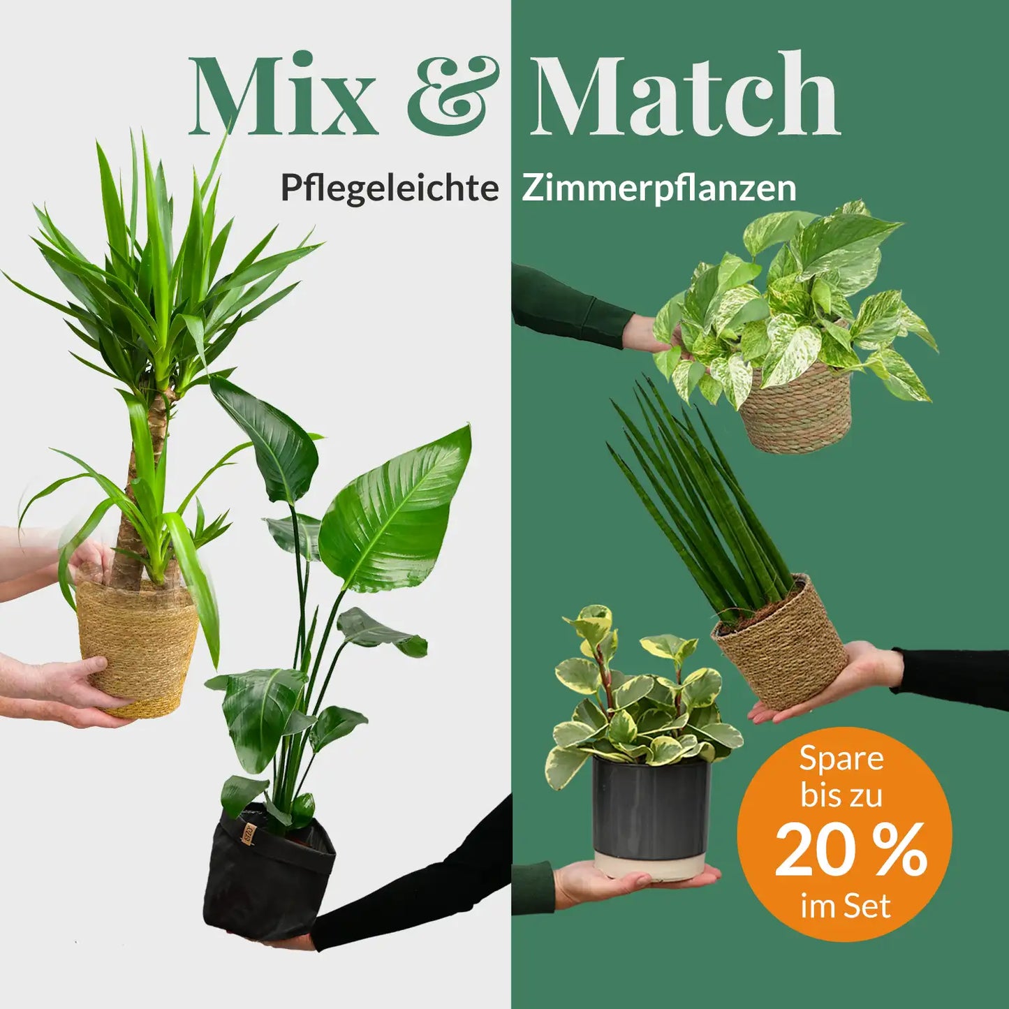 Mix & Match Einsteiger Zimmerpflanzen