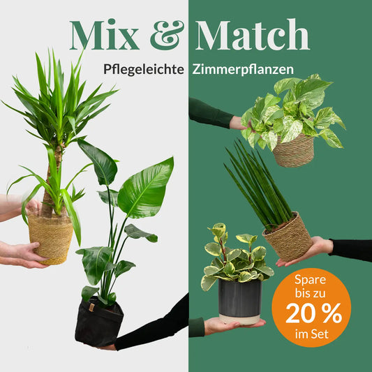 Mix & Match Einsteiger Zimmerpflanzen