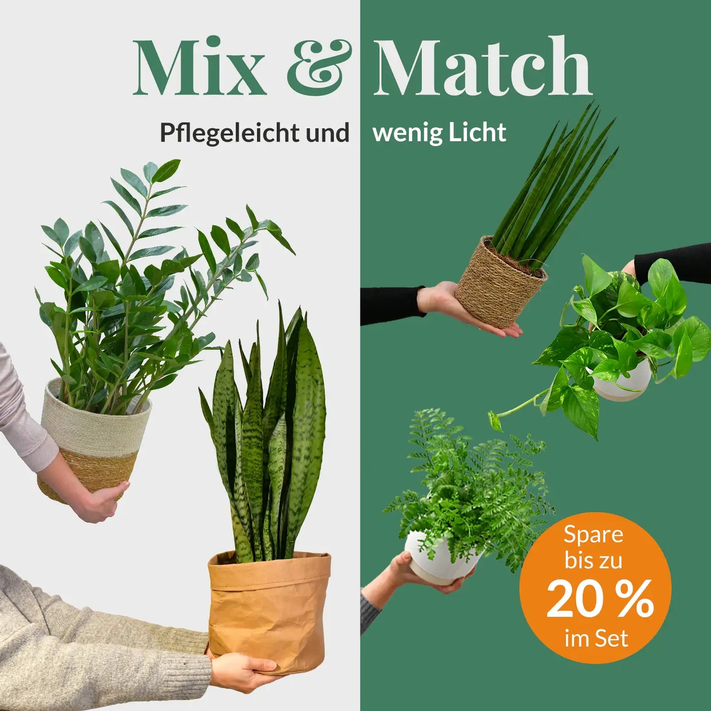Mix & Match Pflegeleichte Pflanzen für wenig Licht
