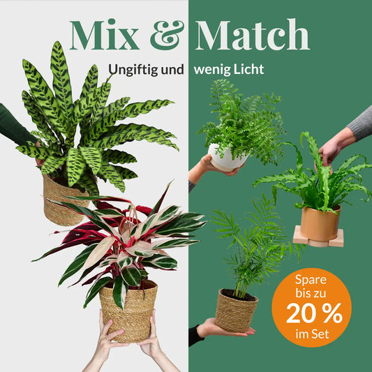 Mix & Match Katzenfreundliche Pflanzen für wenig Licht