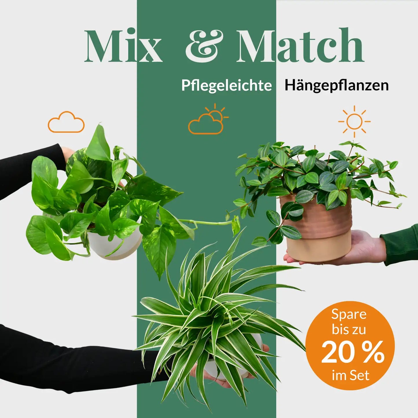 Mix & Match Pflegeleichte Hängepflanzen