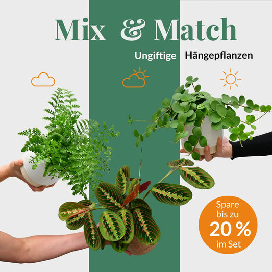 Mix & Match Katzenfreundliche Hängepflanzen