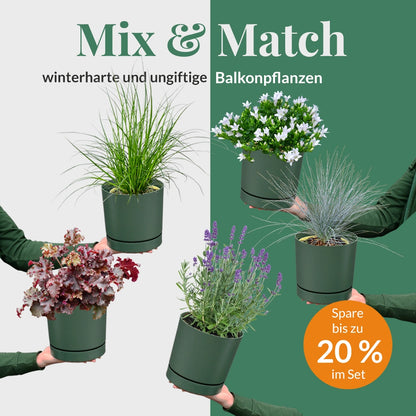 Mix & Match Winterharte und Ungiftige Balkonpflanzen