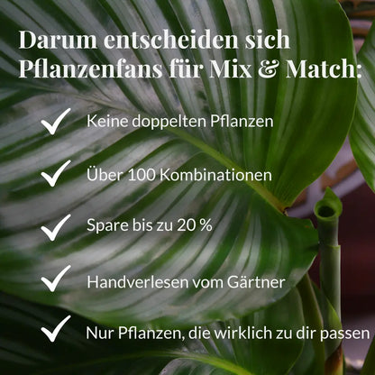 Mix & Match Babypflanzen