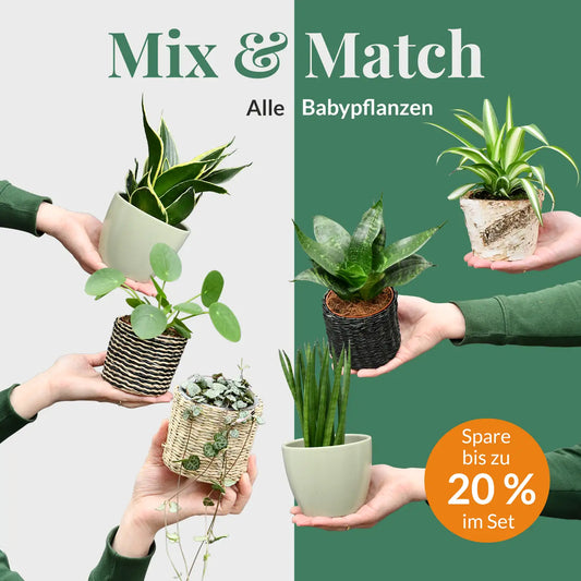 Mix & Match Babypflanzen