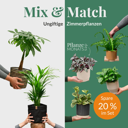 Mix & Match Katzenfreundliche Pflanzen