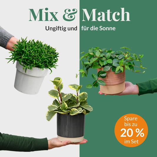 Mix & Match Katzenfreundliche Pflanzen - Sonnige Fensterbank