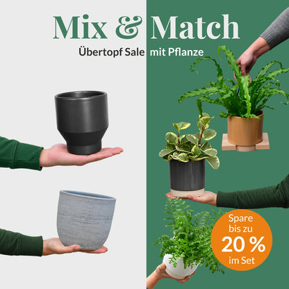 Mix & Match Übertopf Sale mit passender Pflanze