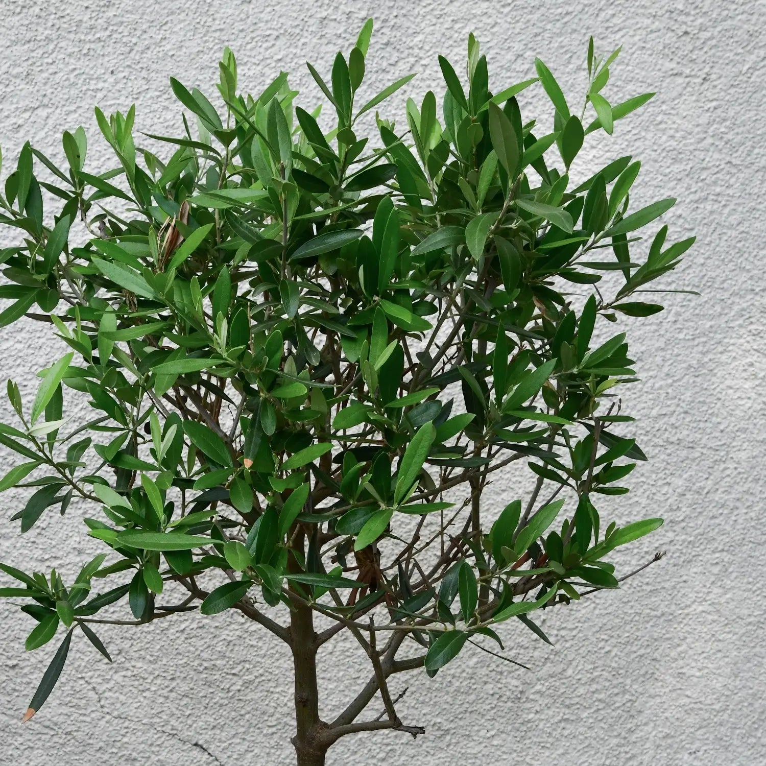 Olivenbaumkrone im Aussenbereich
