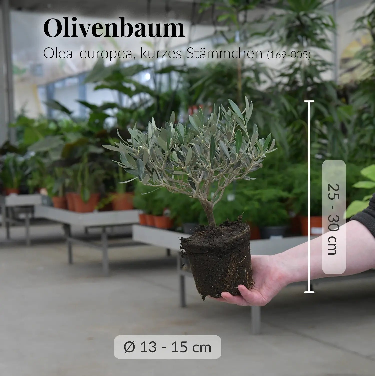 Olivenbaum Olea	europea, kurzes Stämmchen (169-005)