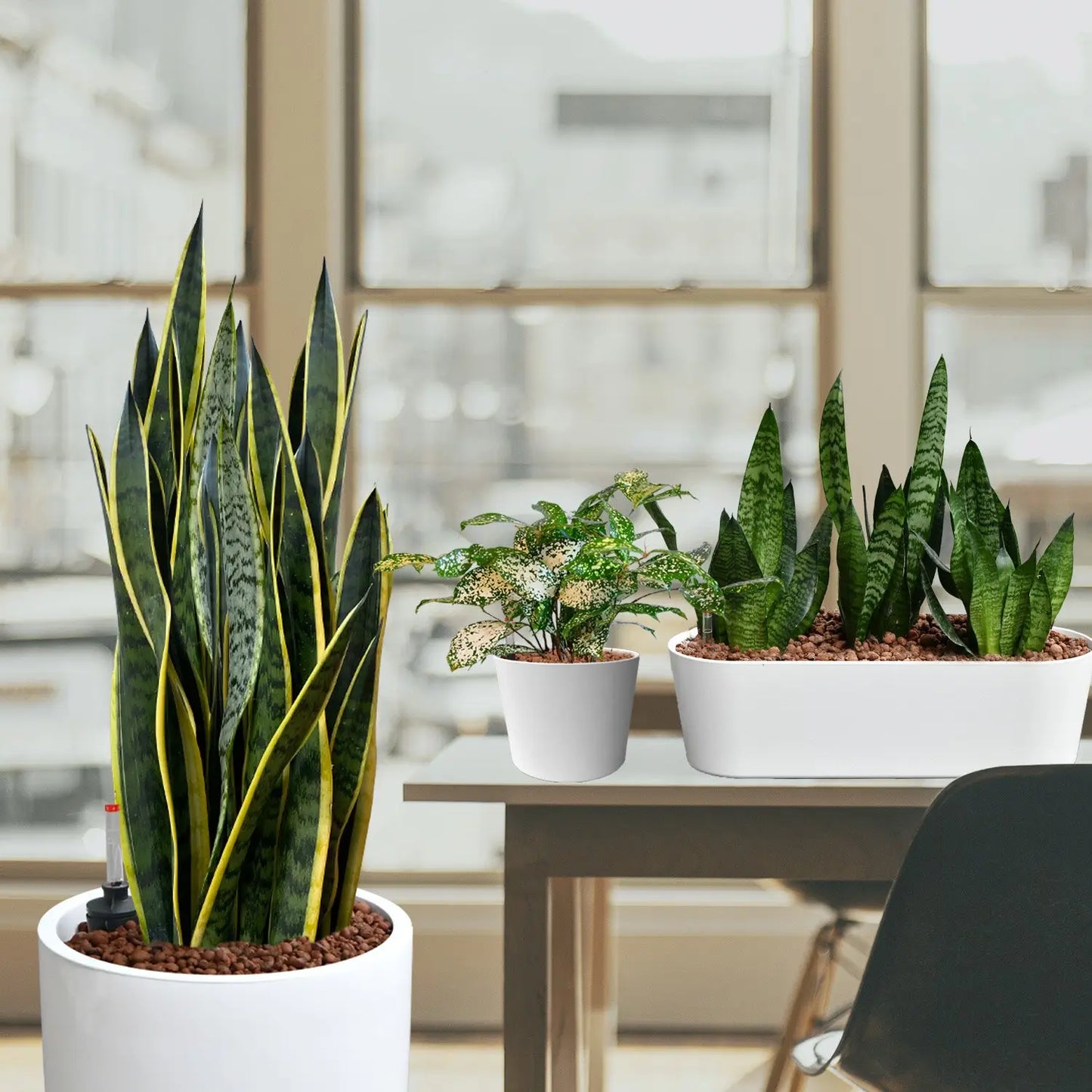 Palettenset InStyle: 16 Büropflanzen in Hydrokultur