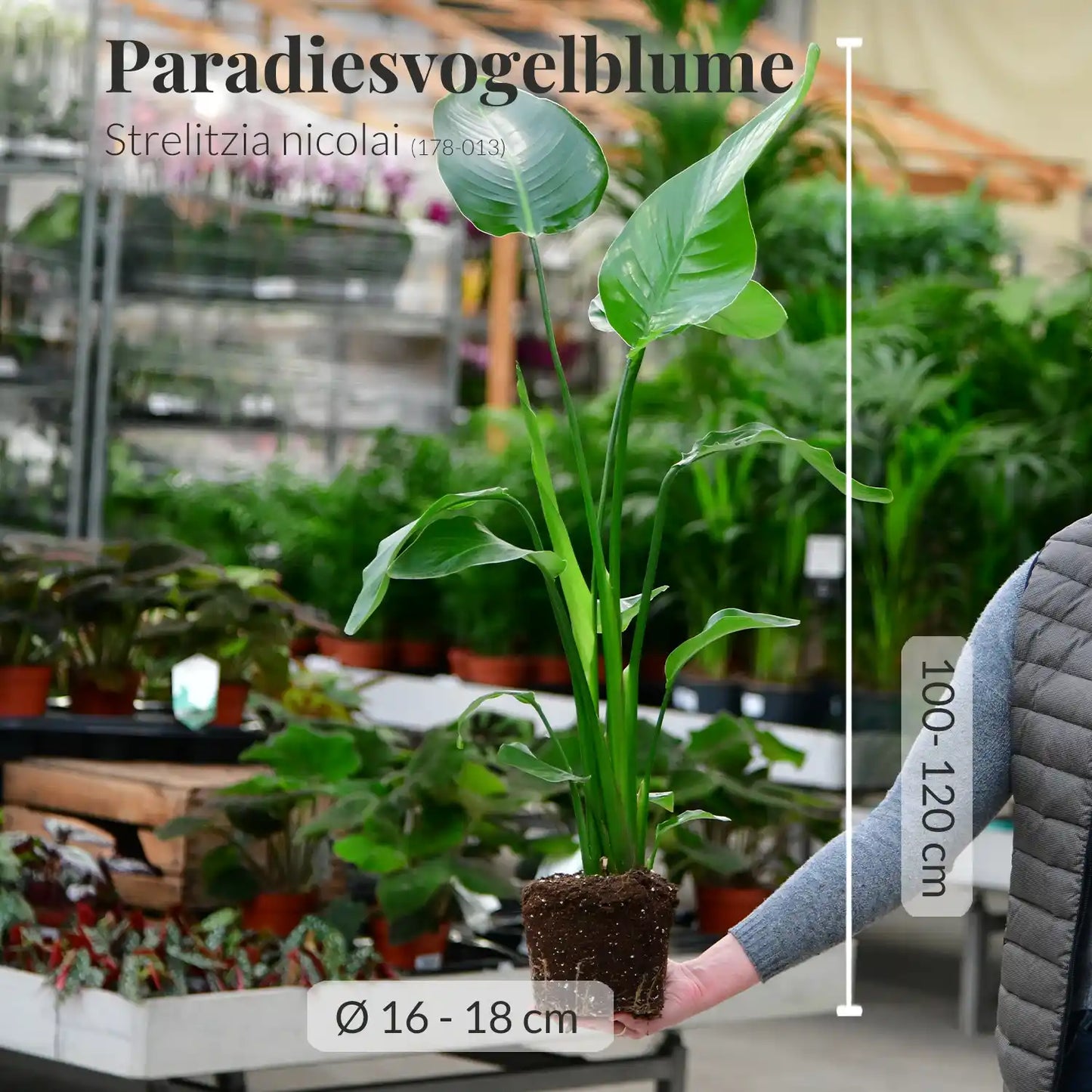 Mix & Match Einsteiger Zimmerpflanzen
