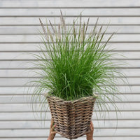 Pennisetum Hameln Gras mit Putzern