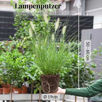 Mix & Match Balkongräser, 20-80cm