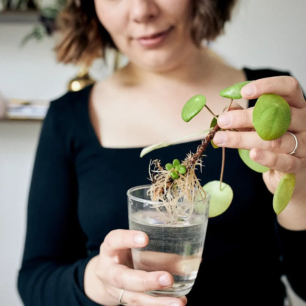 Lena hält einen Pilea Setzling in ein Glas mit Wasser