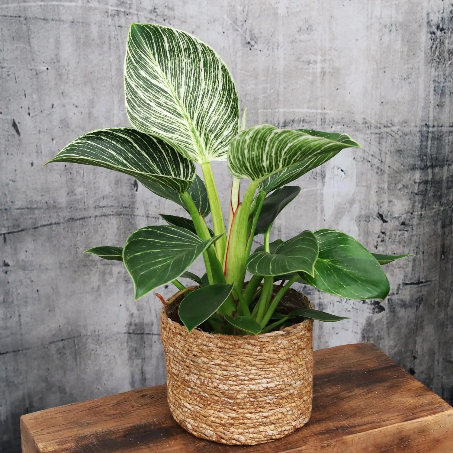 Philodendron Birkin White Wave auf Holztruhe vor Hintergrund