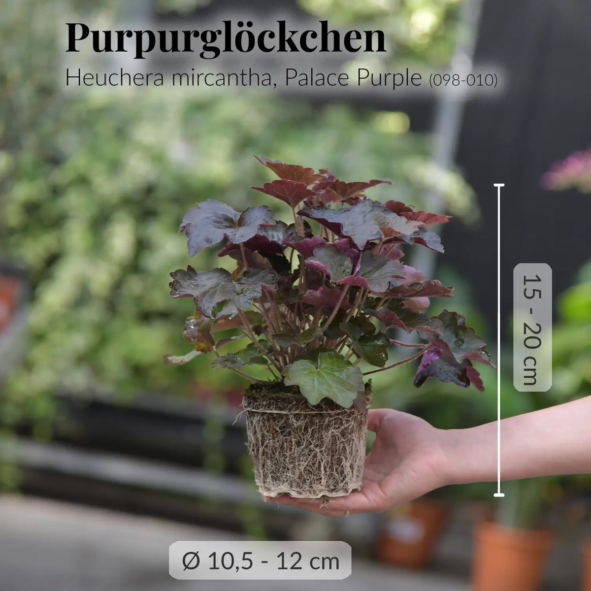 Mix & Match Winterharte und Ungiftige Balkonpflanzen