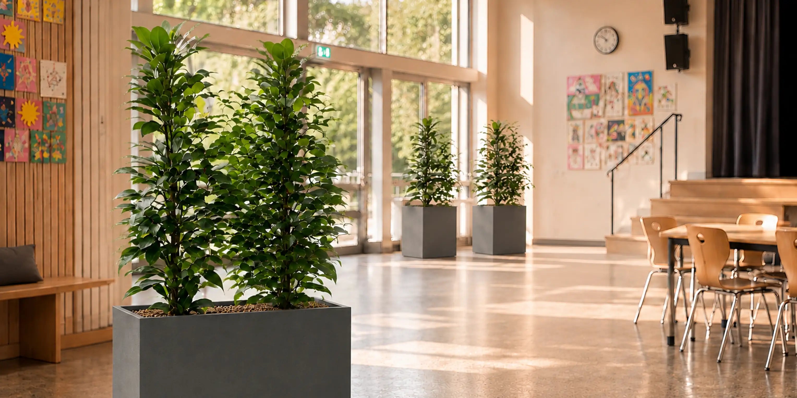 Schule Pflanzkonzept Aula mit Feigenbaum im Raumtrenner