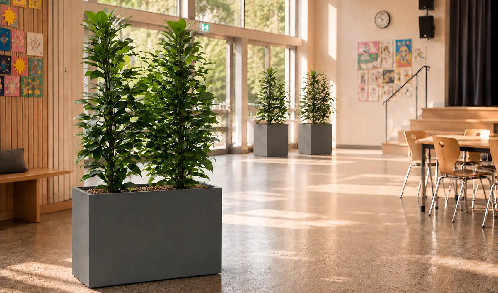 Schule Pflanzkonzept Aula mit Feigenbaum im Raumtrenner
