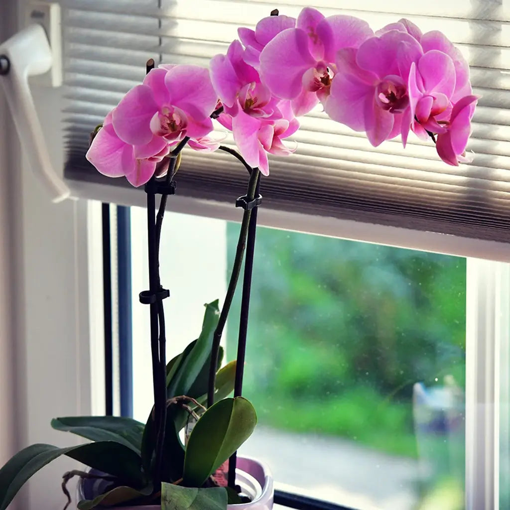 Zimmerpflanze Orchidee mit rosanen Blüten