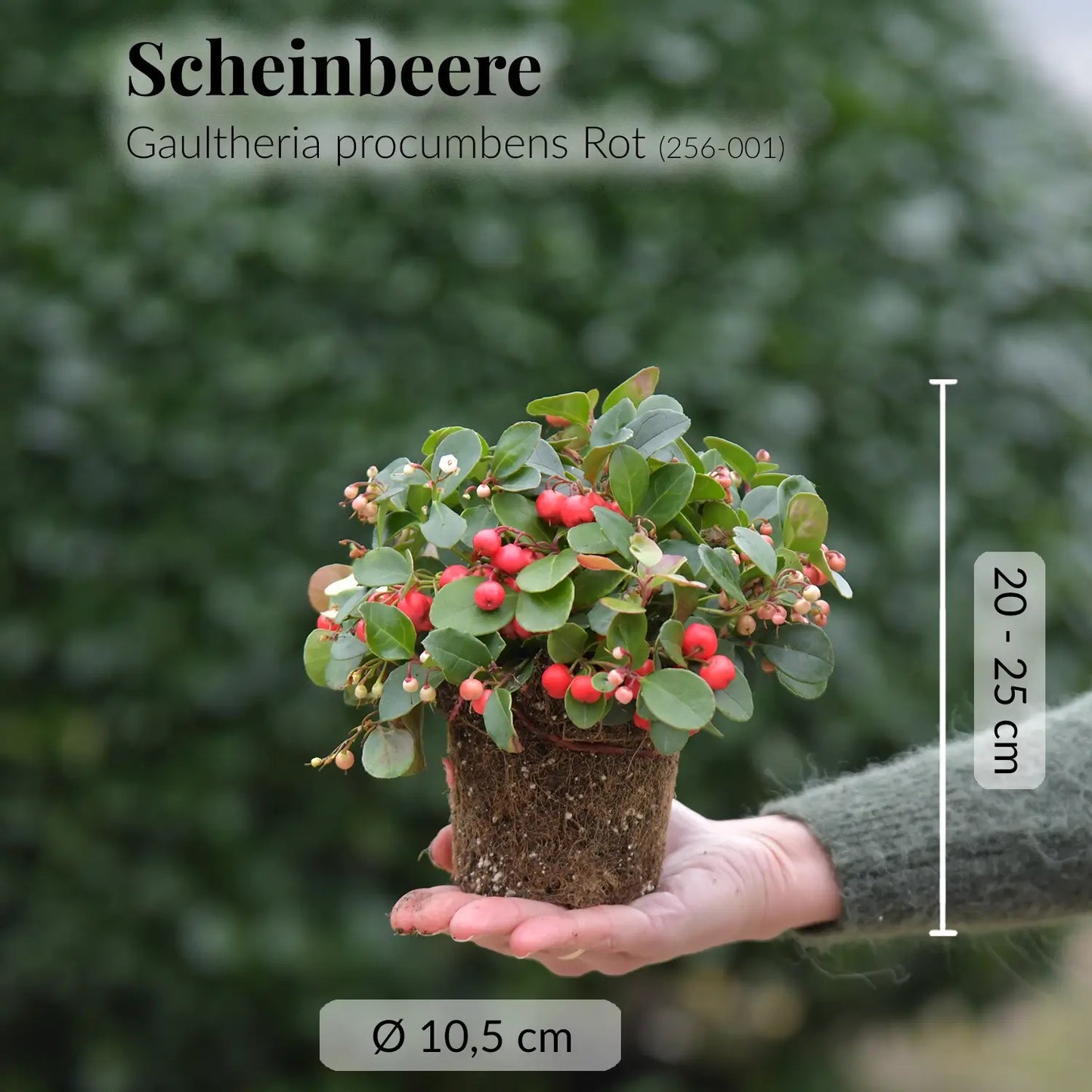 Scheinbeere in Rot