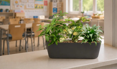 Drachenbaum Pflanzenmix Sideboard in der Schule