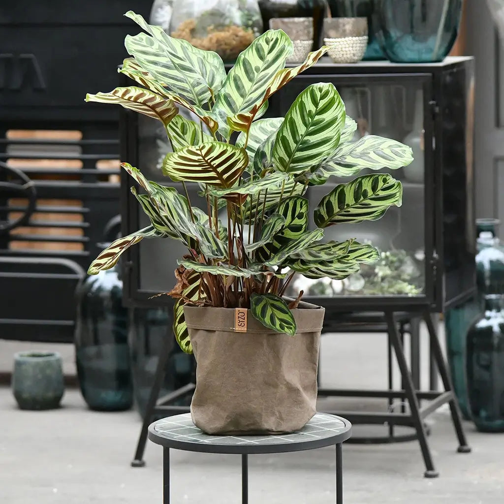 Calathea Maykoyana in Sizo Bag Papiertüte in Lederoptik