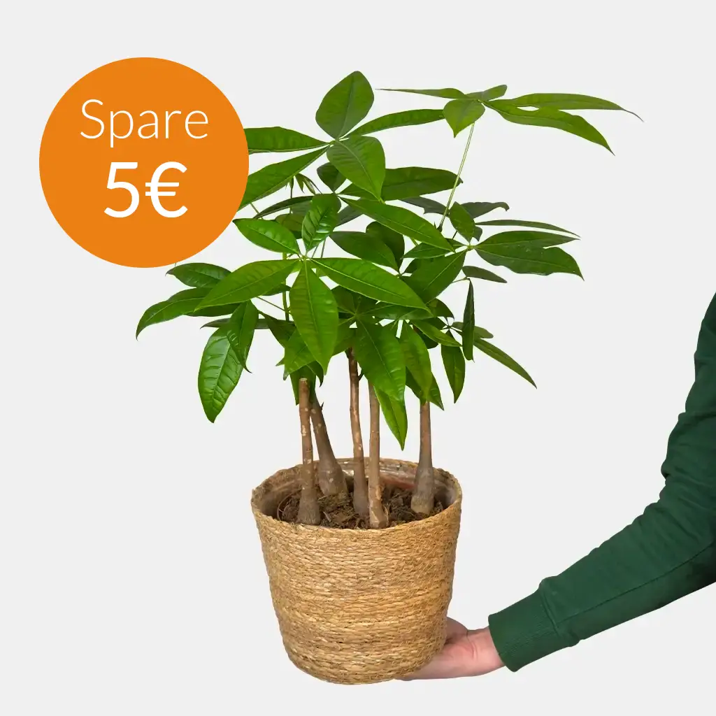 SPECIAL OFFER Glückskastanie mit mehreren Stämmen