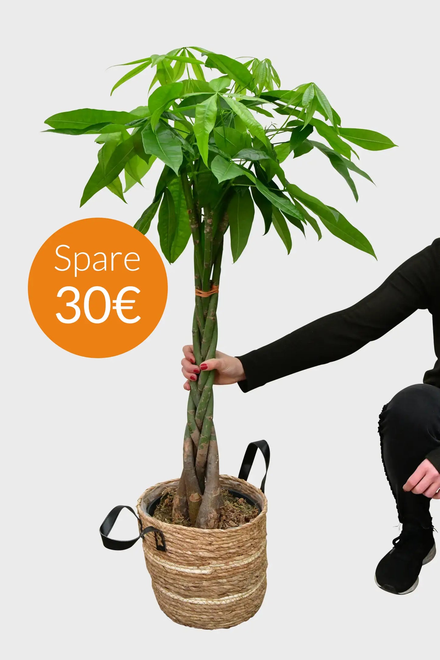 SPECIAL OFFER XXL Glückskastanie 140-150cm