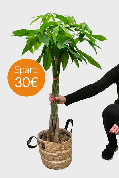 SPECIAL OFFER XXL Glückskastanie 140-150cm