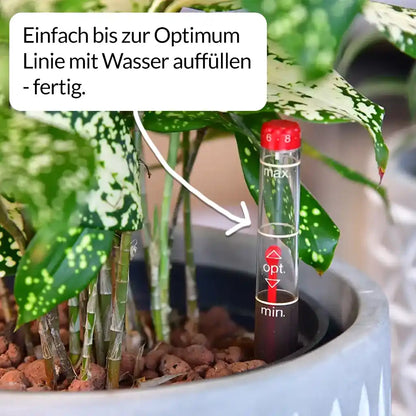 Basic Büropflanzen - 3er Set  Instyle