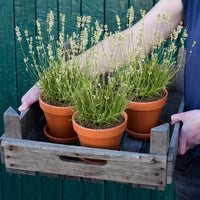 3er Box Weiße Lavendel Pflanzen