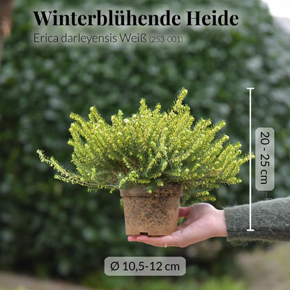 Heidekraut Erica in Weiß