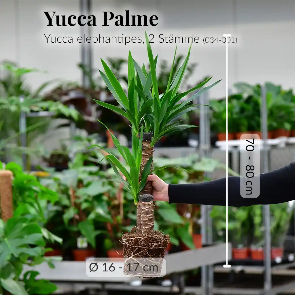 SPECIAL OFFER Yucca Palme