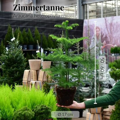 Zimmertanne