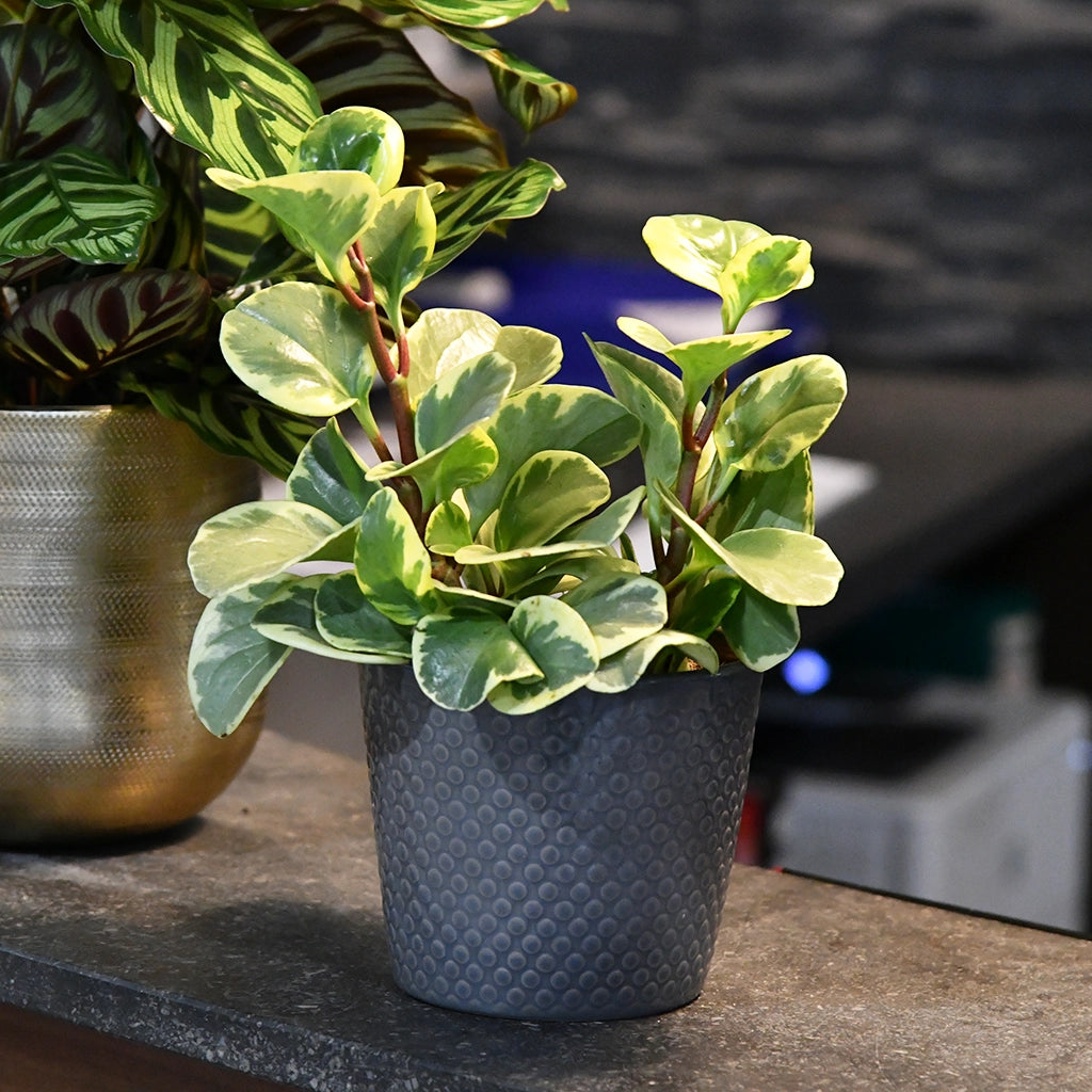 Mix & Match 3er Box Ungiftige Pflanzen - Sonnige Fensterbank
