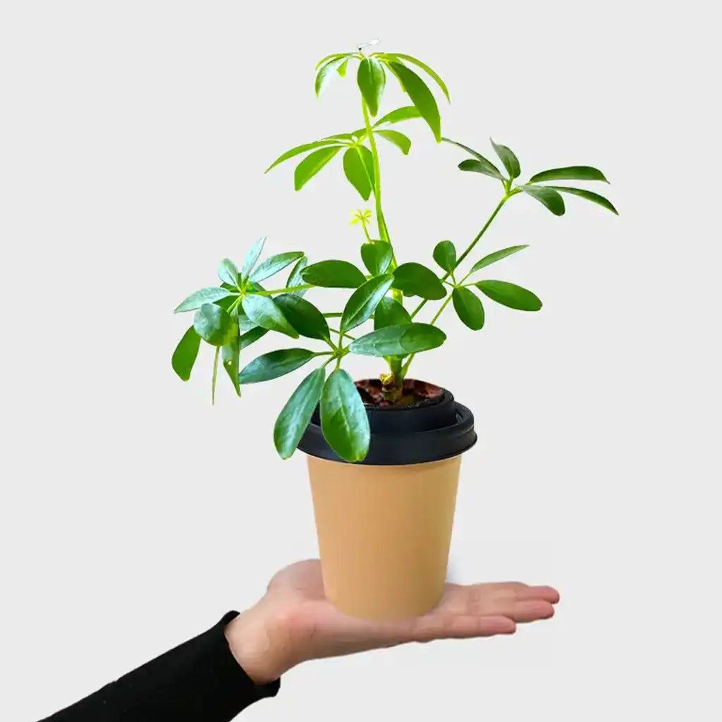 Mix & Match ggreeno® Tischpflanzen