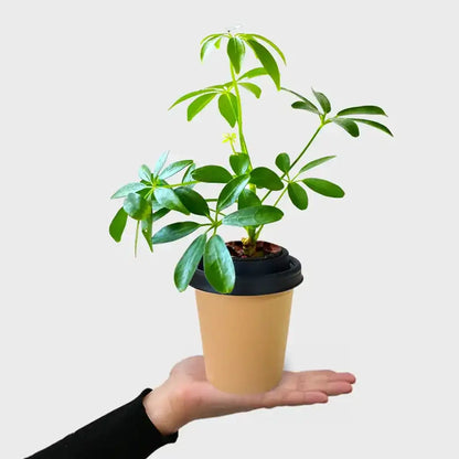Mix & Match ggreeno® Tischpflanzen