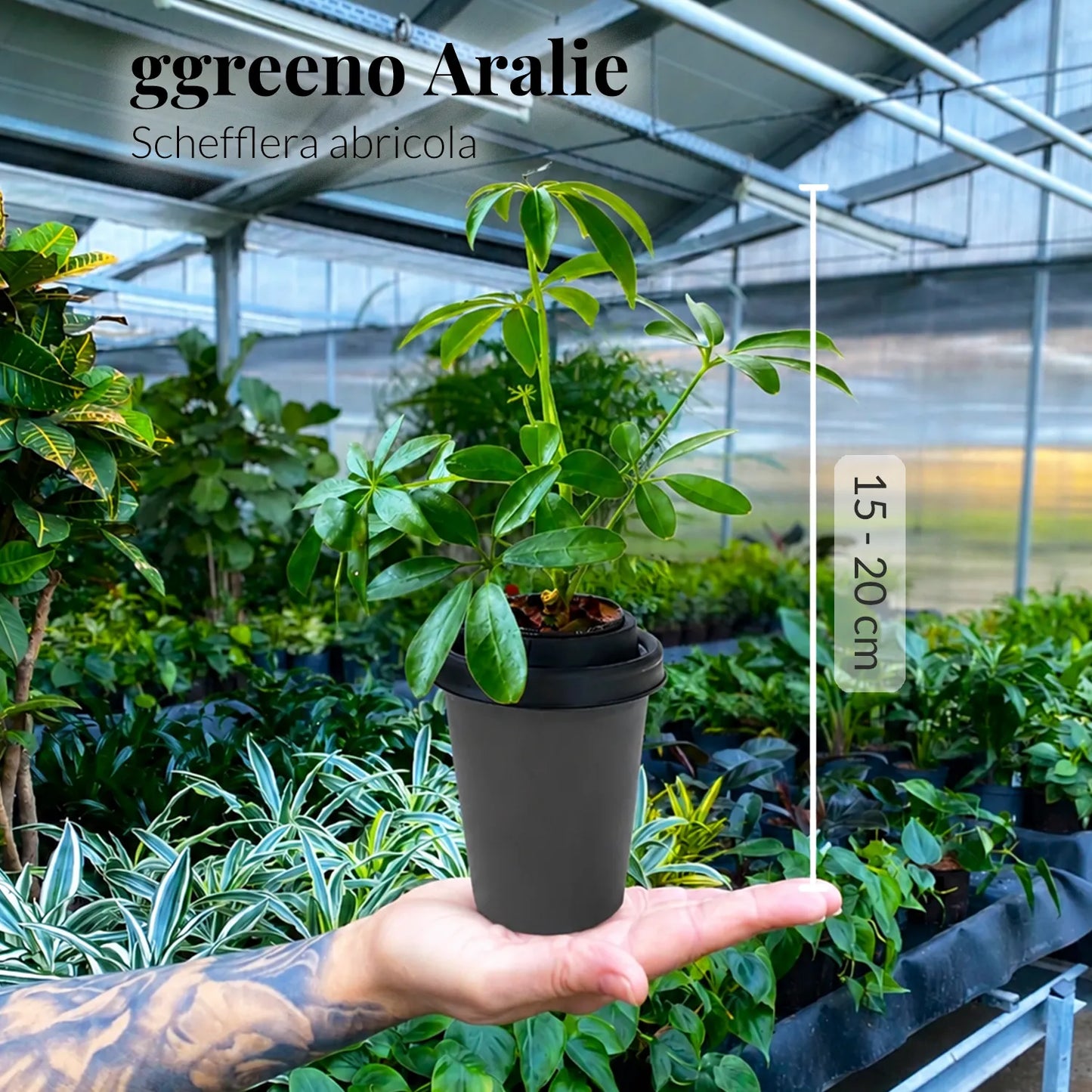 ggreeno® Aralie in Salbei