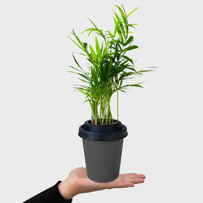 Mix & Match ggreeno® Tischpflanzen