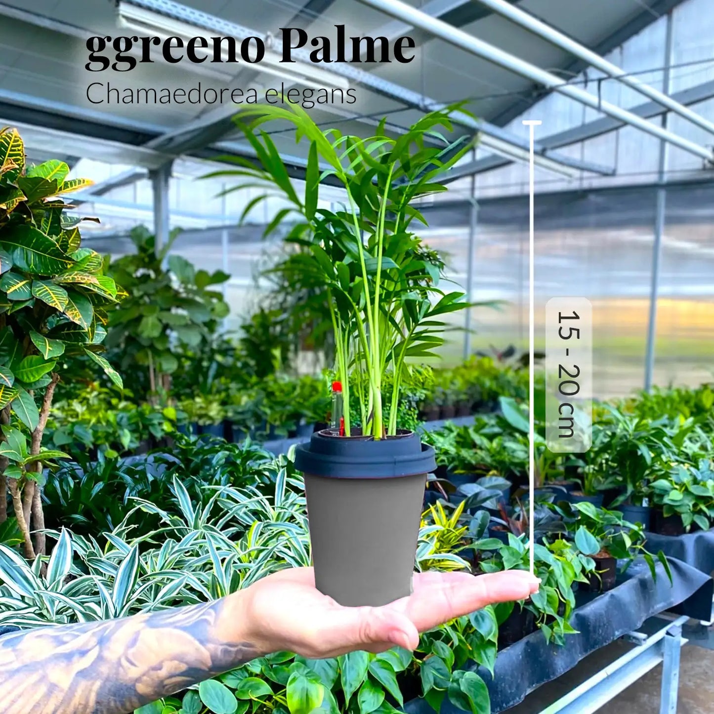 ggreeno® Palme in Salbei
